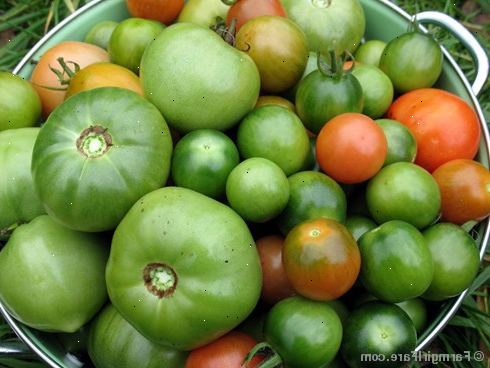 Sådan modnes grønne tomater. Harvest regelmæssigt.