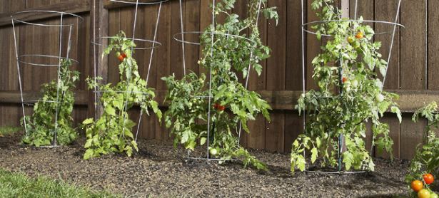 Hvordan man dyrker en tomatplante. Købe små tomatplanter fra en nærliggende børnehave, og transplanterede dem til din have for første gang avleren.