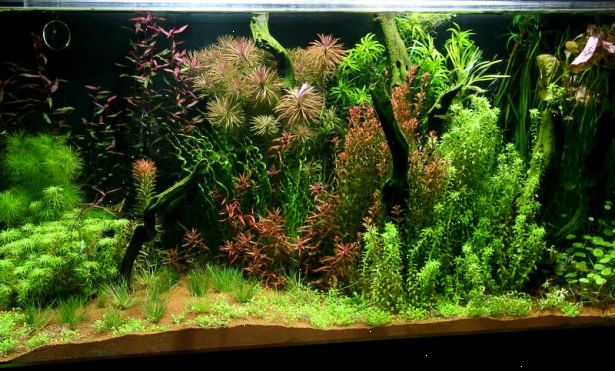 Hvordan til at vokse ferskvand akvarieplanter. Vælg de planter, du ønsker at vokse.