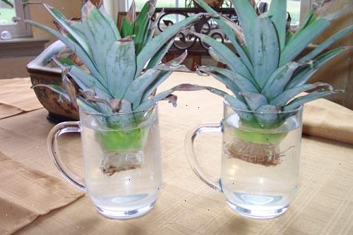 Hvordan til at vokse en ananas. Anskaf en ananas med faste, grønne blade (ikke gul eller brun).