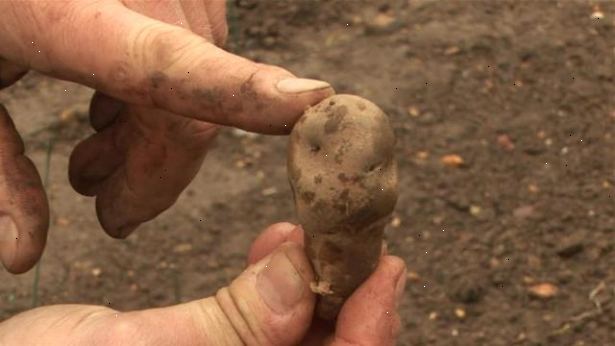 Hvordan til at plante kartofler. Høste dine kartofler.
