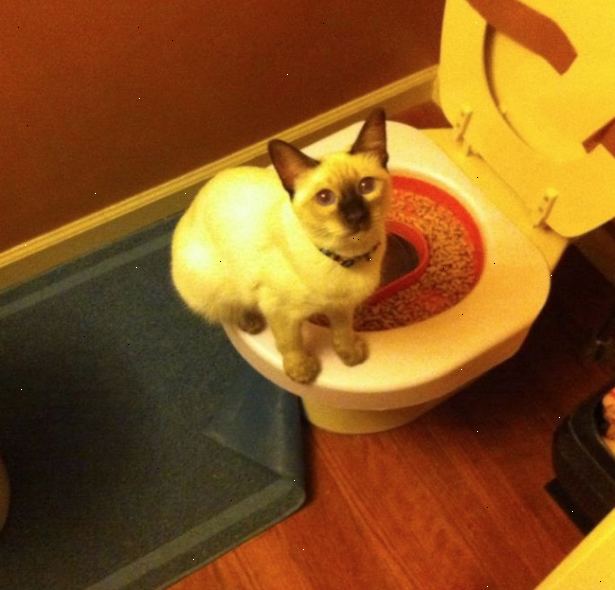 Sådan toilet træne din kat. Flyt kattens kattebakken, så det er placeret lige ved siden af toilettet.