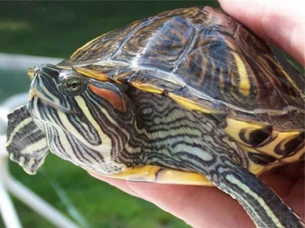 Hvordan til at passe en rød eared skyderen skildpadde. Find ud af alt du kan om røde eared skildpadder, før du beslutter dig for at være vært for en i dit hjem.