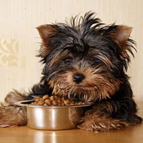 Hvordan vælge sund hundemad. Forstå, at velsagtens den bedste nøgletal for en sund hunds kost er omkring 50% kød, 50% grøntsager, og ingen korn, hvede eller andre billige fyldstoffer.