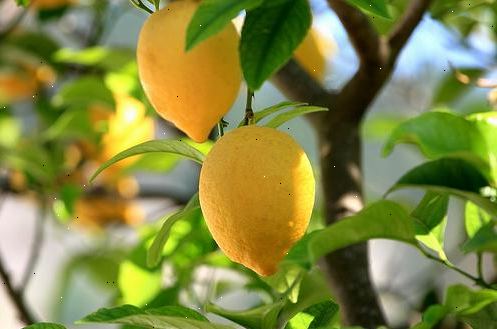 Hvordan man dyrker citrusfrugter. Vælg en placering til dit træ.