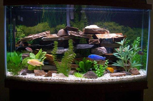 Hvordan at oprette en ferskvands akvarium. Beslut om placeringen af din tank.