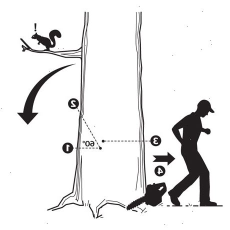 Hvordan at fælde et træ. Vurdere den generelle tilstand af træet.