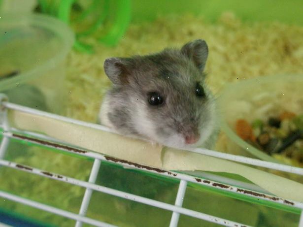 Hvordan til at give din hamster et bad. Forstå, at din hamster aldrig skulle have behov for et bad!