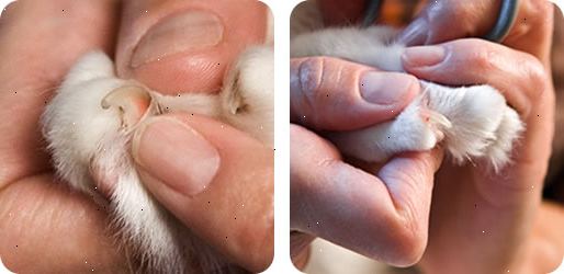 Sådan trimme din kats negle. Skær negle med trimmere specielt designet til katte.