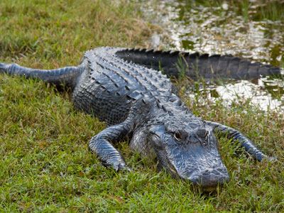 Sådan overlever et møde med en krokodille eller alligator