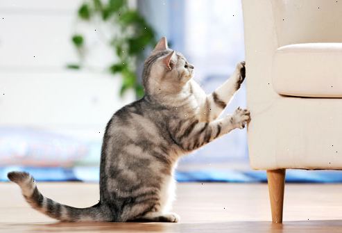 Hvordan man kan stoppe en kat fra gravede møbler. Værdsæt det formål ridse eller kradse.