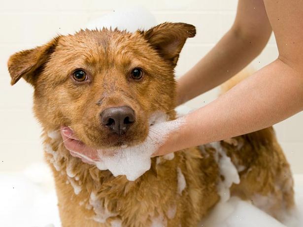 Hvordan til at give en lille hund et bad. Saml de materialer, du får brug for, så du vil have alt lige ved hånden.
