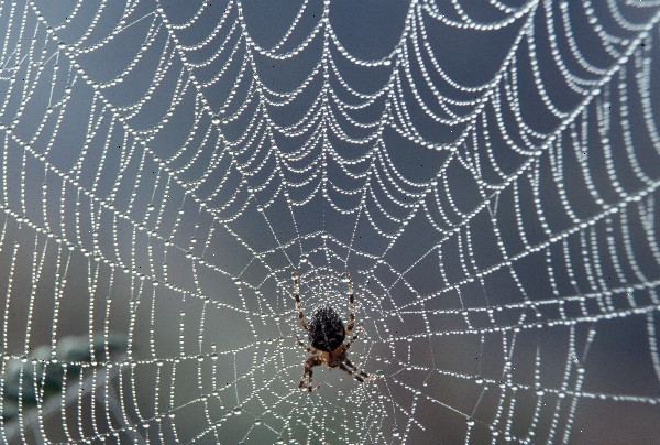 Hvordan at slippe af med spider webs. Check for levende edderkopper eller insekter i eller rundt omkring på nettet.