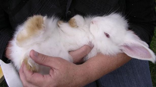 Hvordan til at passe en kanin. Gøre nogle forskning på kaniner.