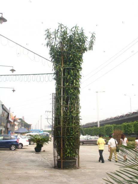 Hvordan til at tage sig af lucky bambus. For at starte, skal du have en plante.