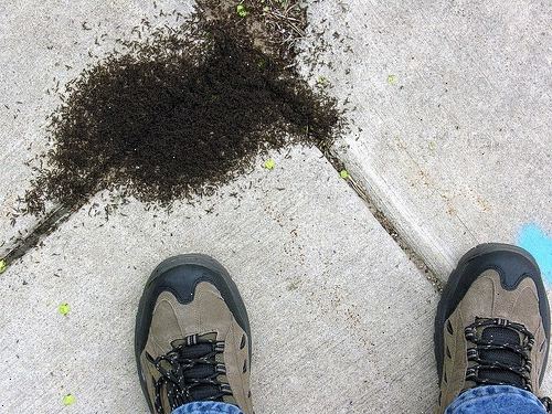 Hvordan til at dræbe myrer uden pesticider. Opret en myre killer eller afskrækkende hjælp af en fælles husstand element.