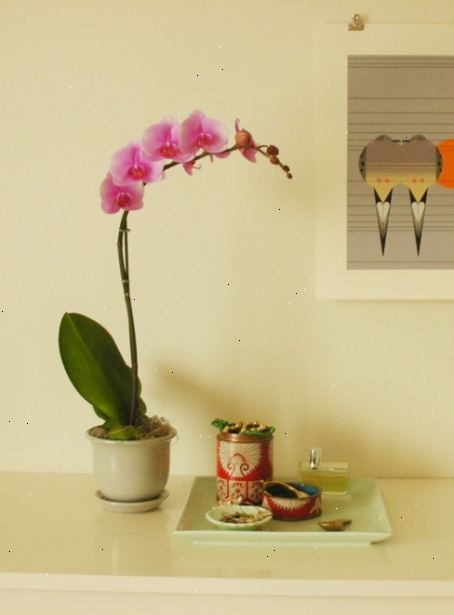 Hvordan til at passe orkideer. Find det rigtige orkidé til dit hjem.
