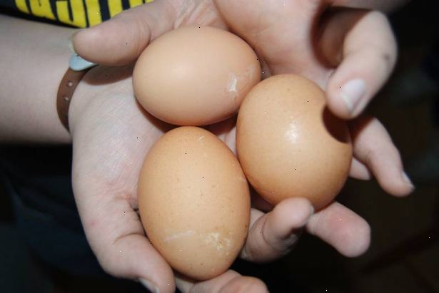 Sådan holder høns fra at spise deres egne æg. Hvis du fortsætter med at finde knuste æg, og hvis du har en anden buret, og derefter sætte den, du tror spiste ægget i der med en plastik påskeæg fyldt med æggeblommer og hvide.