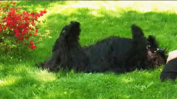 Sådan at lære din hund at spille død på kommando. Har din hund sidde ned på en komfortabel område, såsom et tæppe eller blød, flad græs.