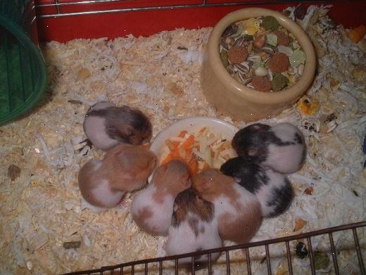 Sådan avle hamstere. Beslut hvilken type hamstere, du ønsker.