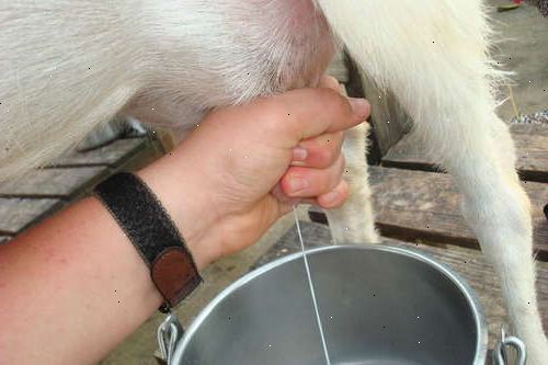 Hvordan at malke en ged med hånden. Forbered korn og mælk spand.