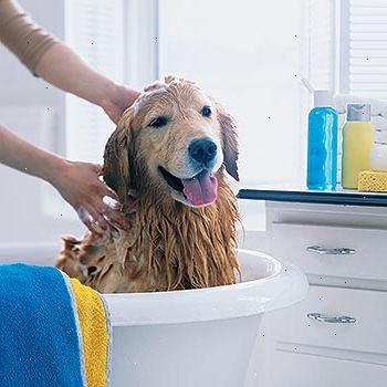 Sådan vasker en hund. Forbered dit arbejdsområde.