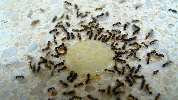 Hvordan at slippe af med myrer naturligt. Lukke alle indgangspartier.