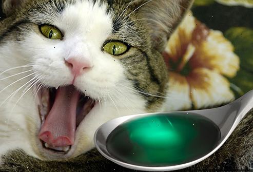Hvordan til at give en kat medicin. Forbered den medicin, du er nødt til at administrere og lægge oven på et stykke køkkenrulle, på en nærliggende overflade, så du kan få fat i det hurtigt, så snart kattens mund åbnes.