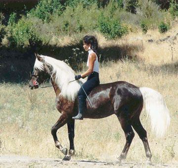 Hvordan at ride en hest bareback. Søge vejledning af en erfaren rytter eller instruktør til at overvåge dit razzia i bareback ridning.