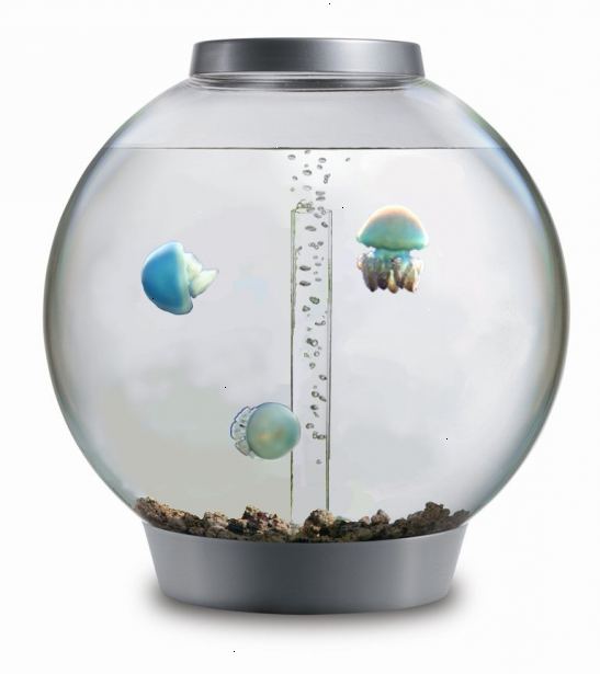 Hvordan man starter en vandmand akvarium