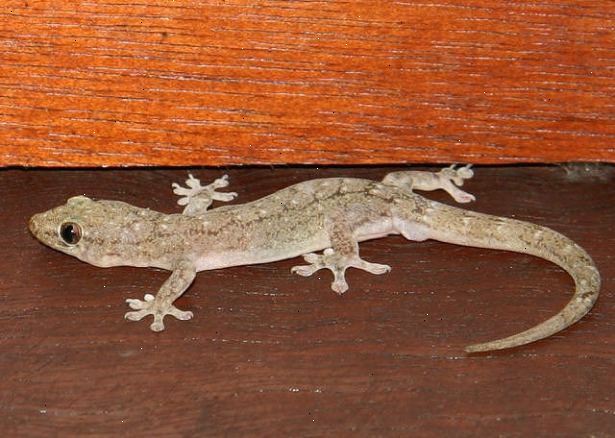 Hvordan at slippe af fælles hus gekkoer. Reducer insekter i dit hjem og værftet.