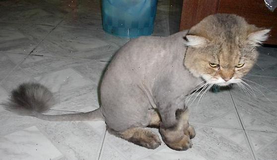 Hvordan til at barbere en kat. Kun gøre dette, hvis du skal!