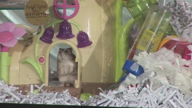 Hvordan at rengøre en hamster bur. Hold din hamster sikkert fra spørger omkring dit hjem.