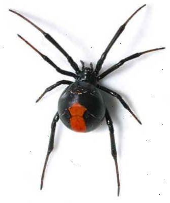 Hvordan til at dræbe en giftig edderkop. Gå ikke i panik og løbe skrigende ind i det andet rum, er det vigtigt at vide, hvor edderkoppen er.