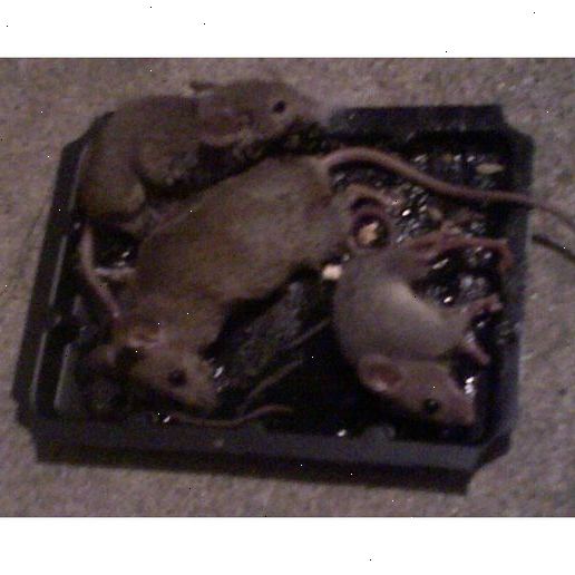 Sådan fjerner du en levende mus fra en klæbrig fælde. Køb klæbrige fælder.