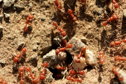 Hvordan at slippe af brand myrer. Find myrer og ant kolonier.