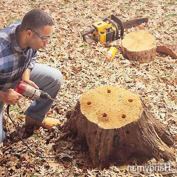 Sådan fjerne træstubbe. Start med at beslutte, hvor meget af stammen, du ønsker at forblive fastgjort til bunden af træet til at bruge som løftestang.