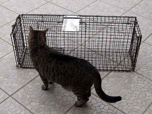 Hvordan til at fange en omstrejfende kat. Tænk grundigt over, om dette er en ejet kat eller en vildfaren.