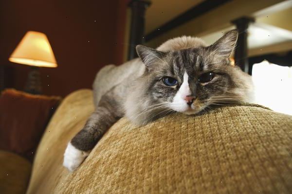 Hvordan til at klappe en høj hængte kat. Når du har fundet katten, sidde ned på en nærliggende møbel eller på gulvet, men ikke for tæt.