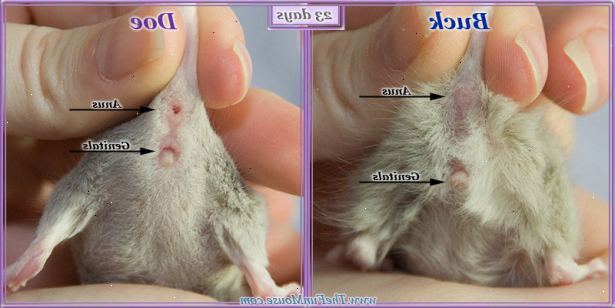 Sådan at fortælle, hvis en mus er mand eller kvinde. Tag musen ved harmoniske af halsen, og drej musen på ryggen.