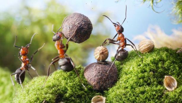 Hvordan man kan stoppe myrer kommer ind i dit hjem. Barrikadere dit hjem.