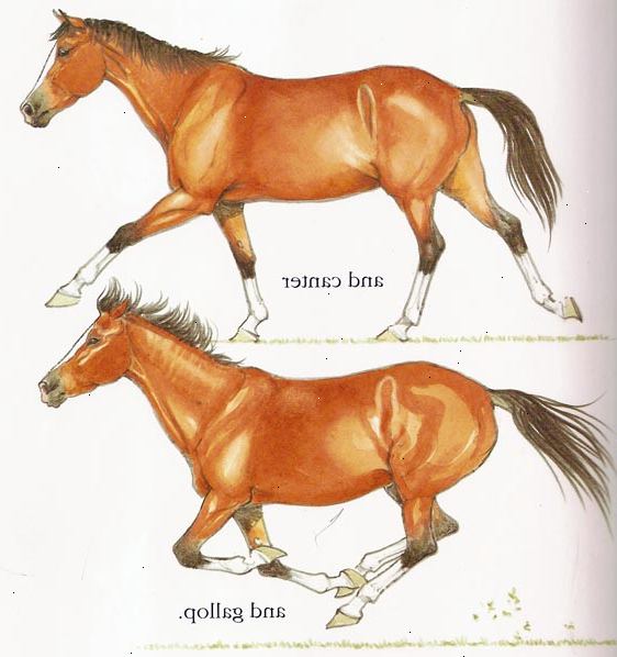 Sådan galop med din hest. Forbered din hest til galop ved optagning en afbalanceret, frem trav.