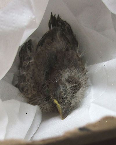 Hvordan man kan hjælpe en baby fugl, der er faldet ud af en rede. Hvis du finder reden.