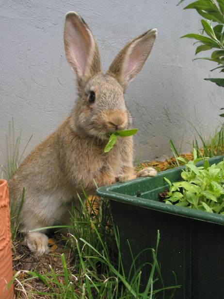 Sådan holder kaniner ud af din have økologisk. Bland 1 spsk tabasco i en liter vand og ryst godt.
