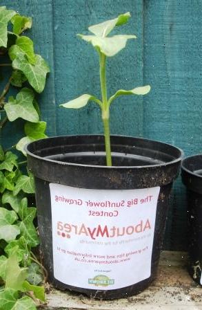 Hvordan man dyrker en solsikke i en gryde. Købe eller genbruge krukker eller potter, der er egnet til dyrkning af solsikker i.