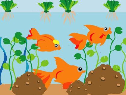 Hvordan at oprette en sund guldfisk akvarium