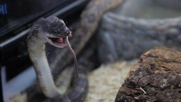 Sådan fodrer en slange frosne fødevarer