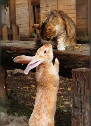 Hvordan skal man behandle en syg kanin. Wrap pote i et rent håndklæde og pres, hvis din kanin har et blødende negl.