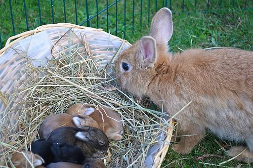 Hvordan til at tage sig af en gravid kanin. Tjek om din kanin er gravid.