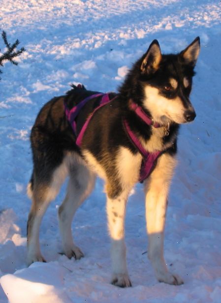 Hvordan til at tage sig af en Alaskan Husky. Vær parat til at give din hund tilstrækkelig motion.